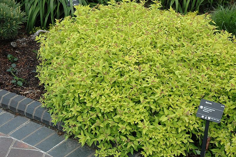 Spirea Bumalda 'limemound' - View 21 from www redcrocus com