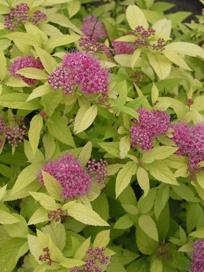 Spirea Bumalda 'limemound' - View 23 from www redcrocus com