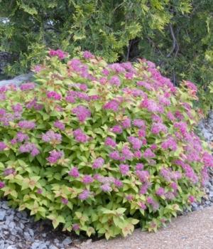 Spirea Bumalda 'limemound' - View 24 from www redcrocus com