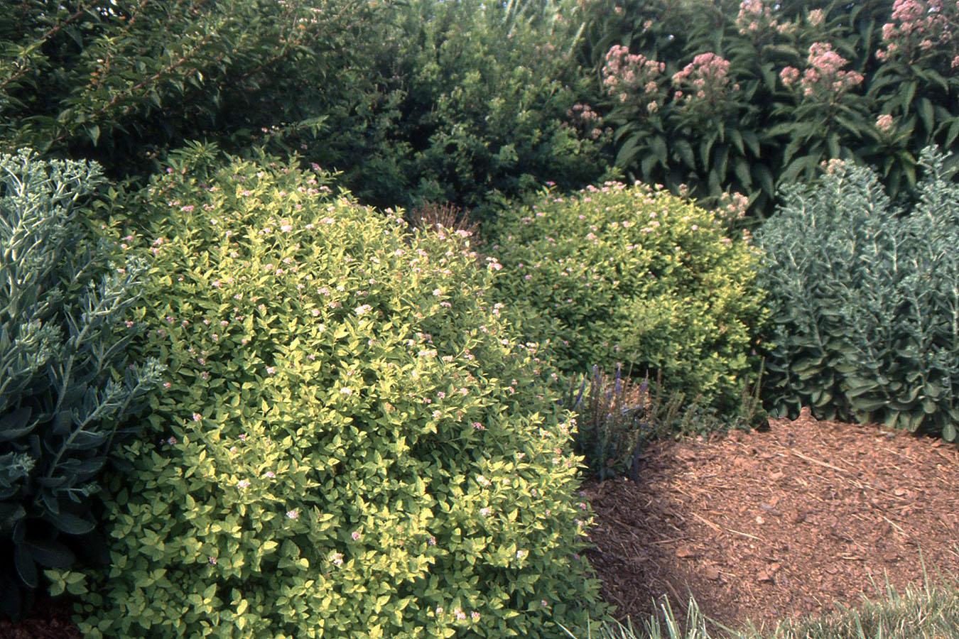 Spirea Bumalda 'limemound' - View 27 from www redcrocus com