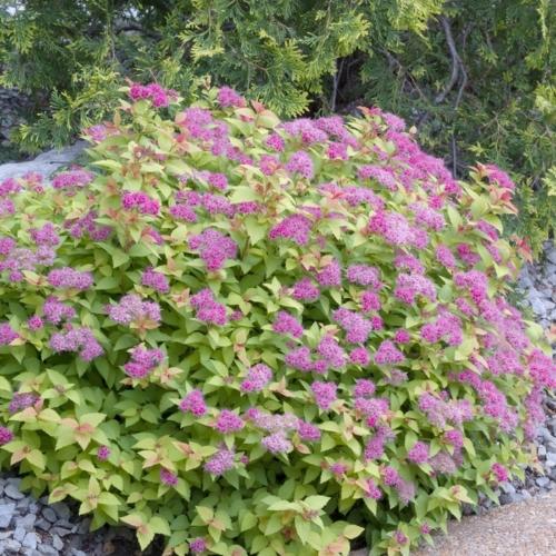 Spirea Bumalda 'limemound' - View 28 from www redcrocus com