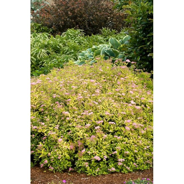 Spirea Bumalda 'limemound' - View 29 from www redcrocus com