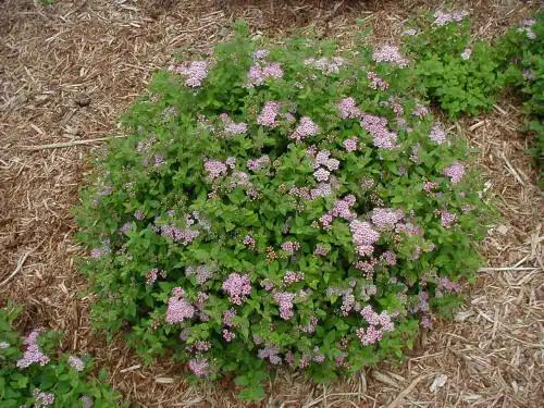 Spirea Bumalda 'limemound' - View 3 from www redcrocus com