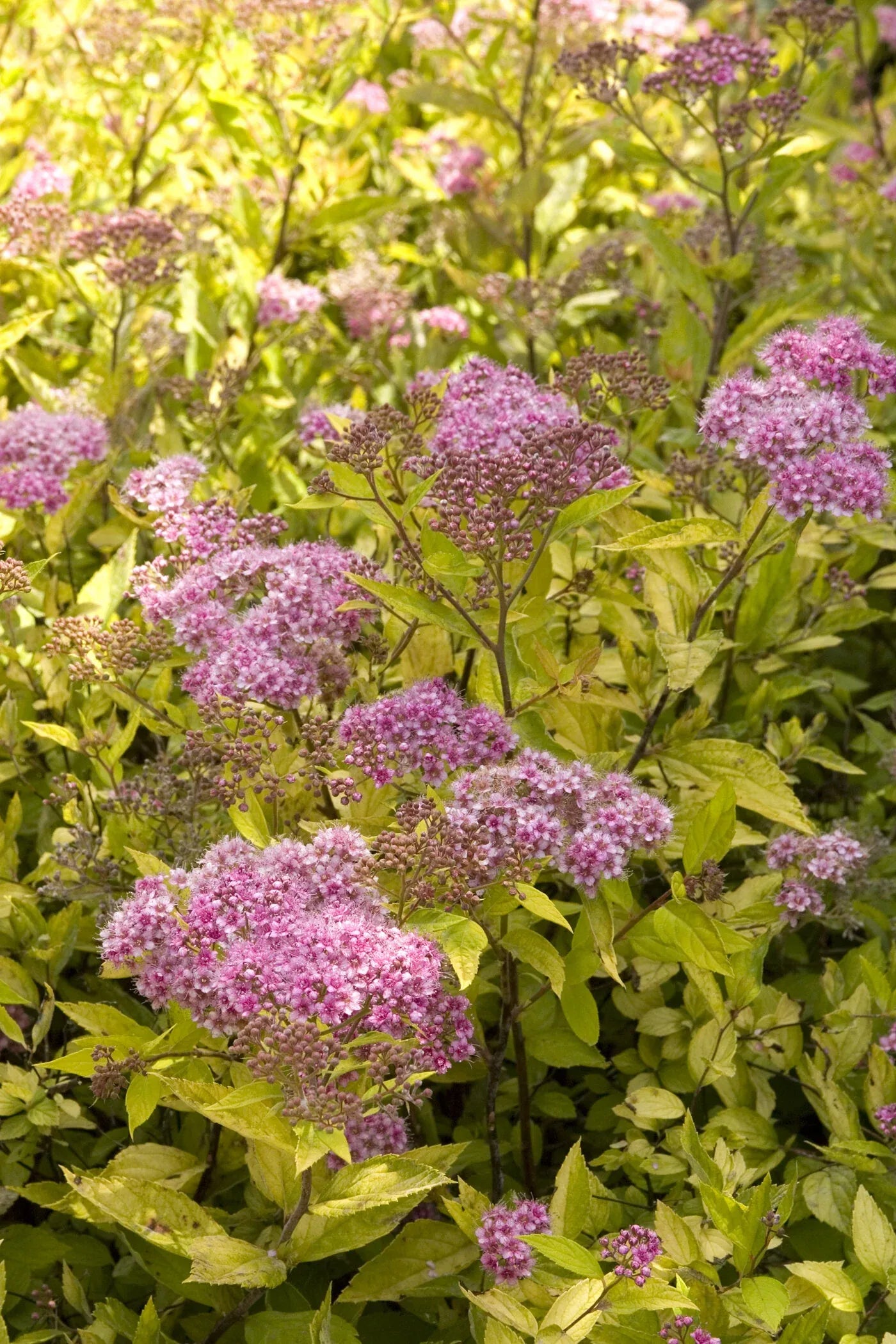 Spirea Bumalda 'limemound' - View 4 from www redcrocus com