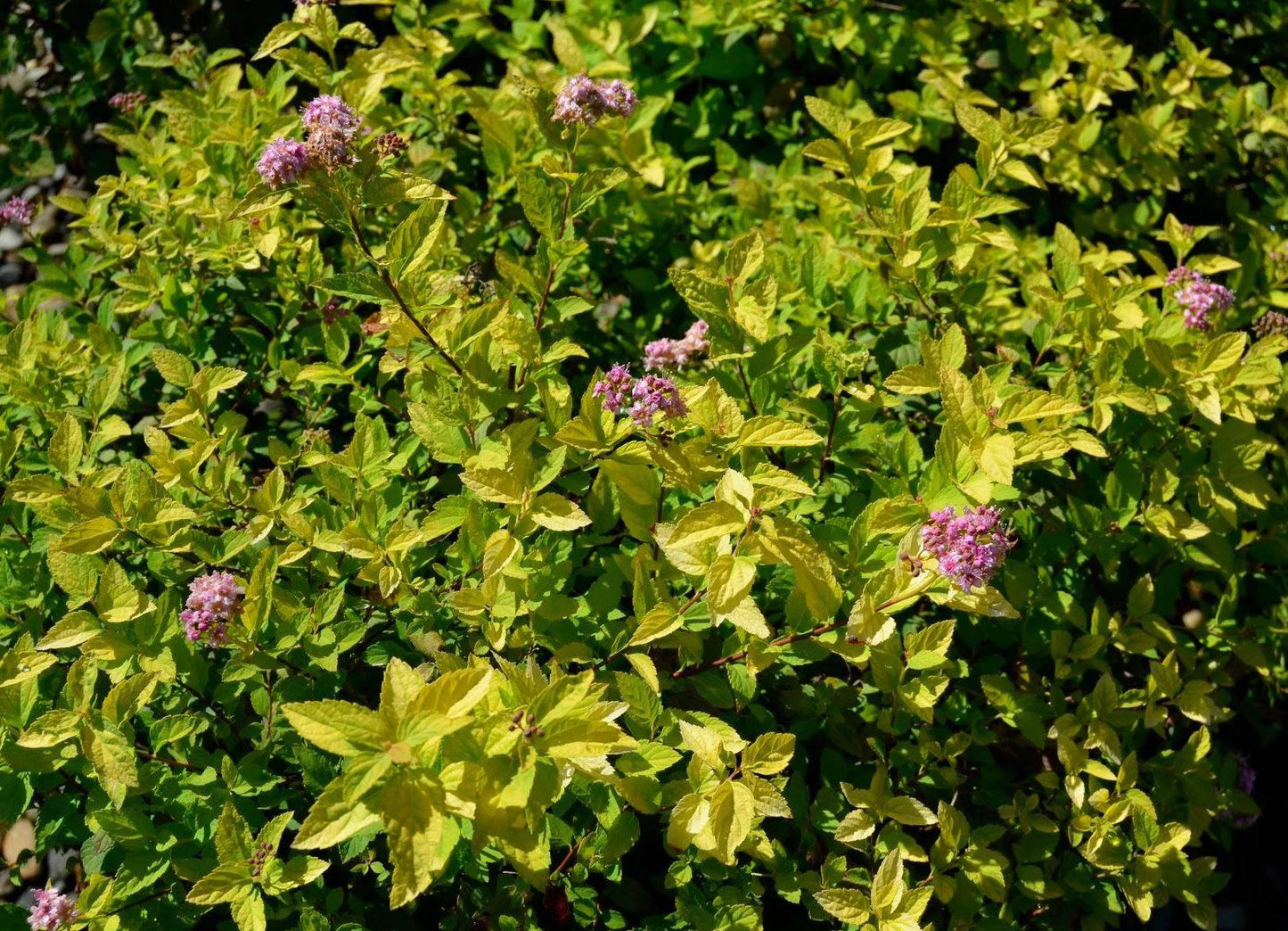 Spirea Bumalda 'limemound' - View 5 from www redcrocus com