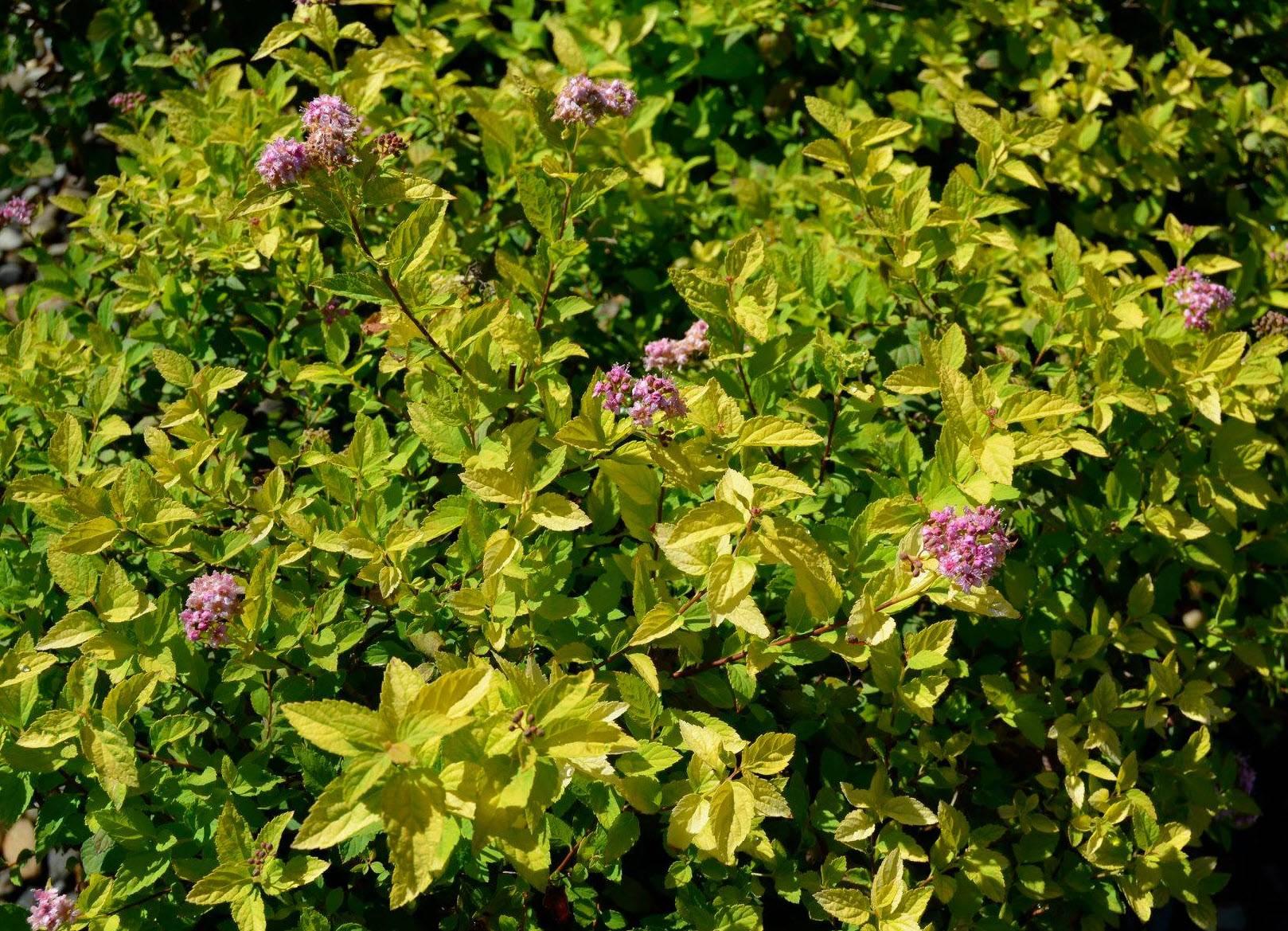 Spirea Bumalda 'limemound' - View 5 from www redcrocus com