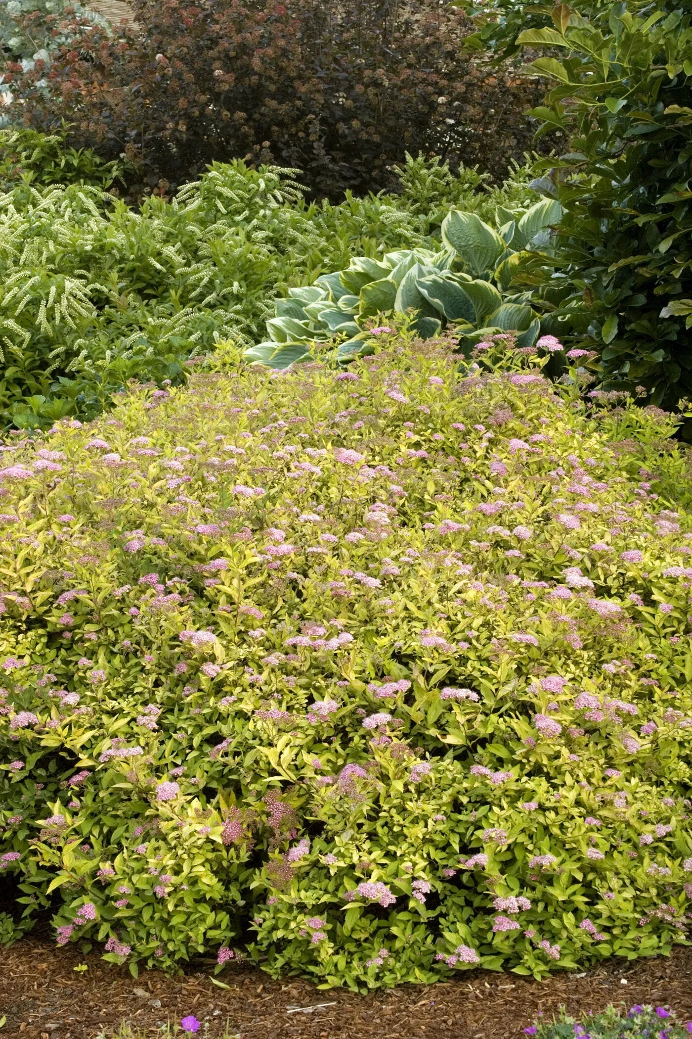 Spirea Bumalda 'limemound' - View 6 from www redcrocus com