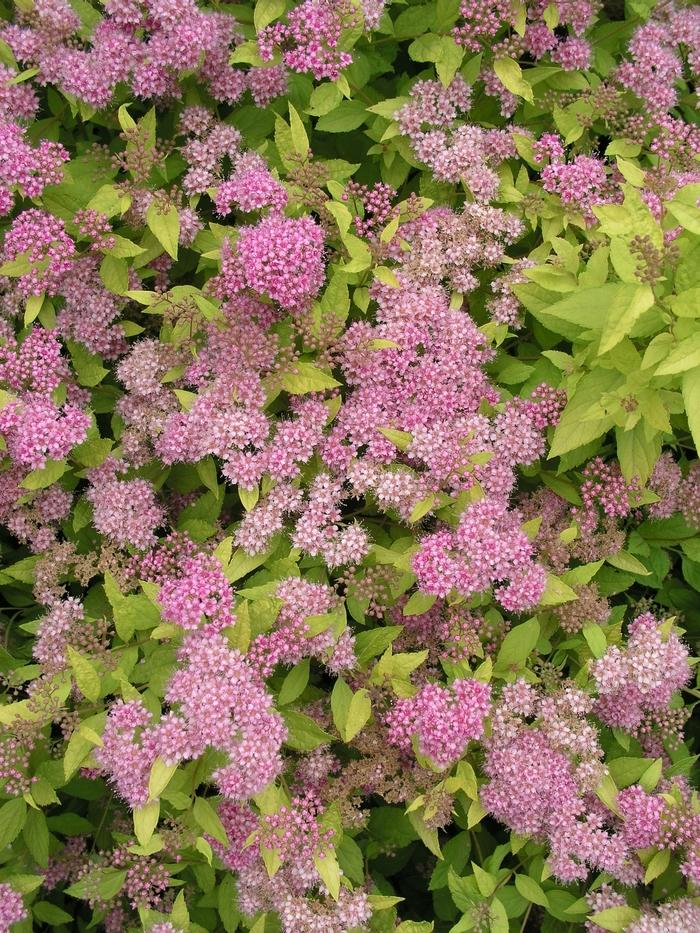 Spirea Bumalda 'limemound' - View 7 from www redcrocus com