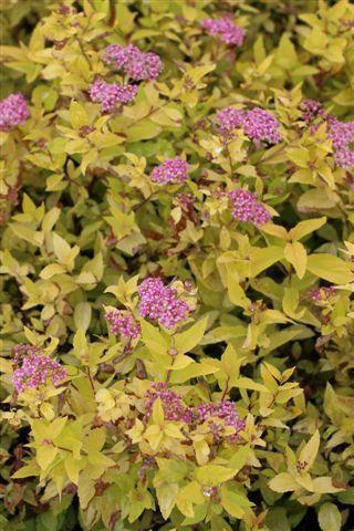 Spirea Bumalda 'limemound' - View 8 from www redcrocus com