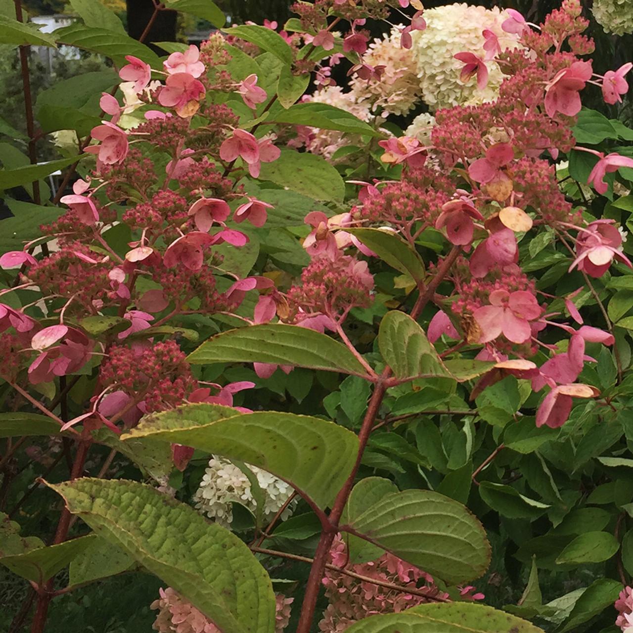Hydrangea Paniculata 'pink Diamond' Tree Form - View 8 from www redcrocus com