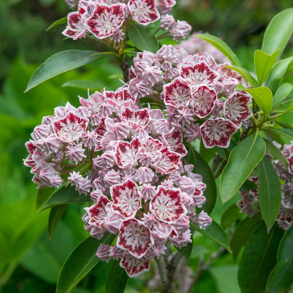 Kalmia Latifolia 'pink Charm' - View 10 from www redcrocus com