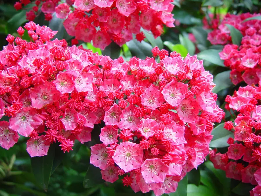 Kalmia Latifolia 'pink Charm' - View 11 from www redcrocus com