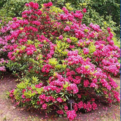Kalmia Latifolia 'pink Charm' - View 13 from www redcrocus com