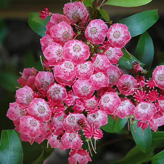 Kalmia Latifolia 'pink Charm' - View 14 from www redcrocus com