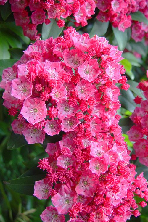 Kalmia Latifolia 'pink Charm' - View 15 from www redcrocus com
