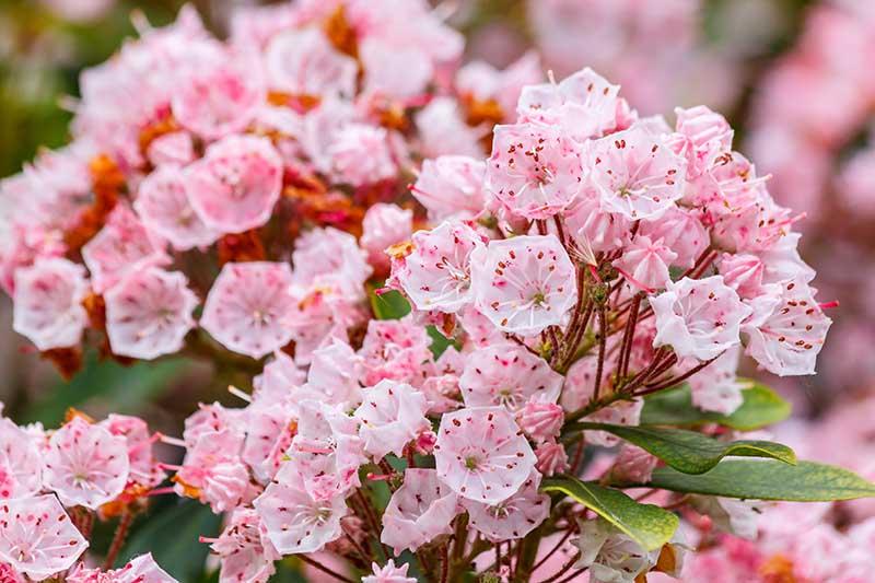 Kalmia Latifolia 'pink Charm' - View 16 from www redcrocus com