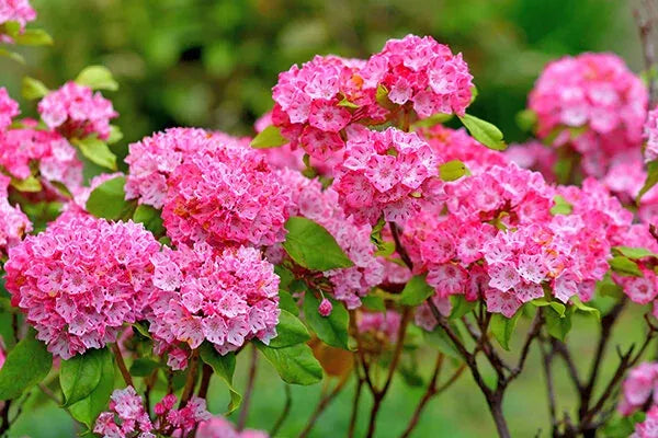Kalmia Latifolia 'pink Charm' - View 17 from www redcrocus com