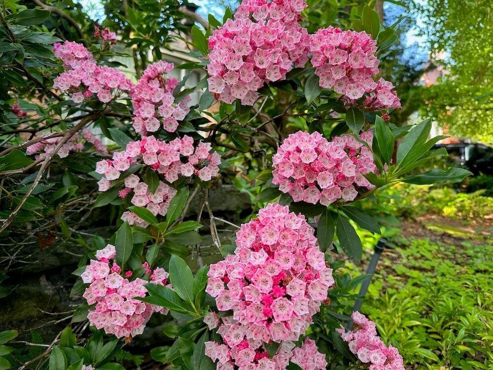 Kalmia Latifolia 'pink Charm' - View 19 from www redcrocus com