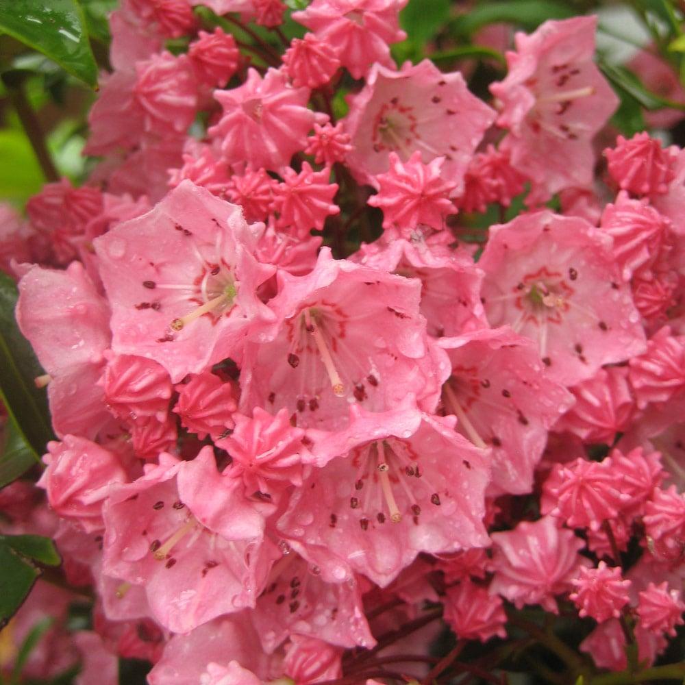Kalmia Latifolia 'pink Charm' - View 1 from www redcrocus com