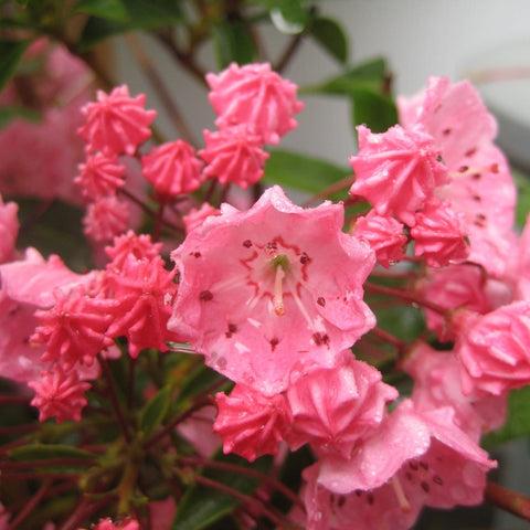 Kalmia Latifolia 'pink Charm' - View 20 from www redcrocus com