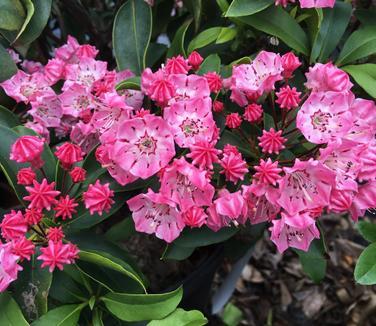 Kalmia Latifolia 'pink Charm' - View 21 from www redcrocus com