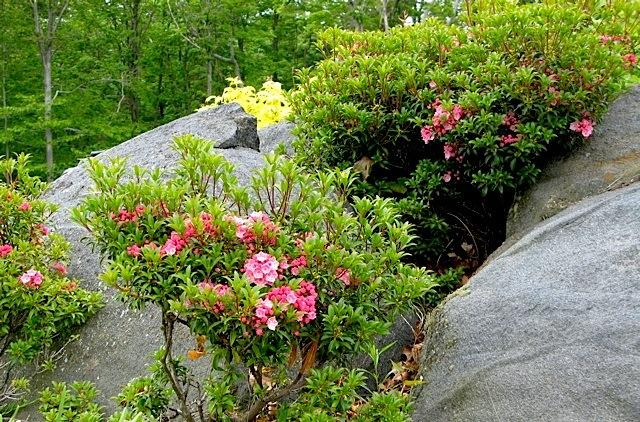Kalmia Latifolia 'pink Charm' - View 22 from www redcrocus com