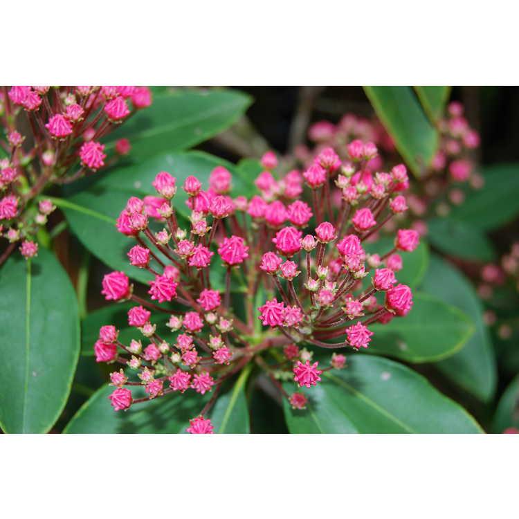Kalmia Latifolia 'pink Charm' - View 25 from www redcrocus com