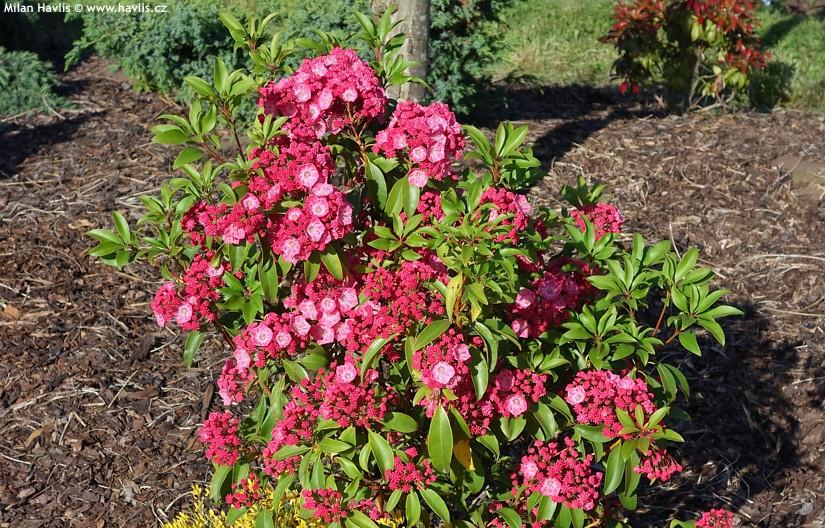 Kalmia Latifolia 'pink Charm' - View 26 from www redcrocus com