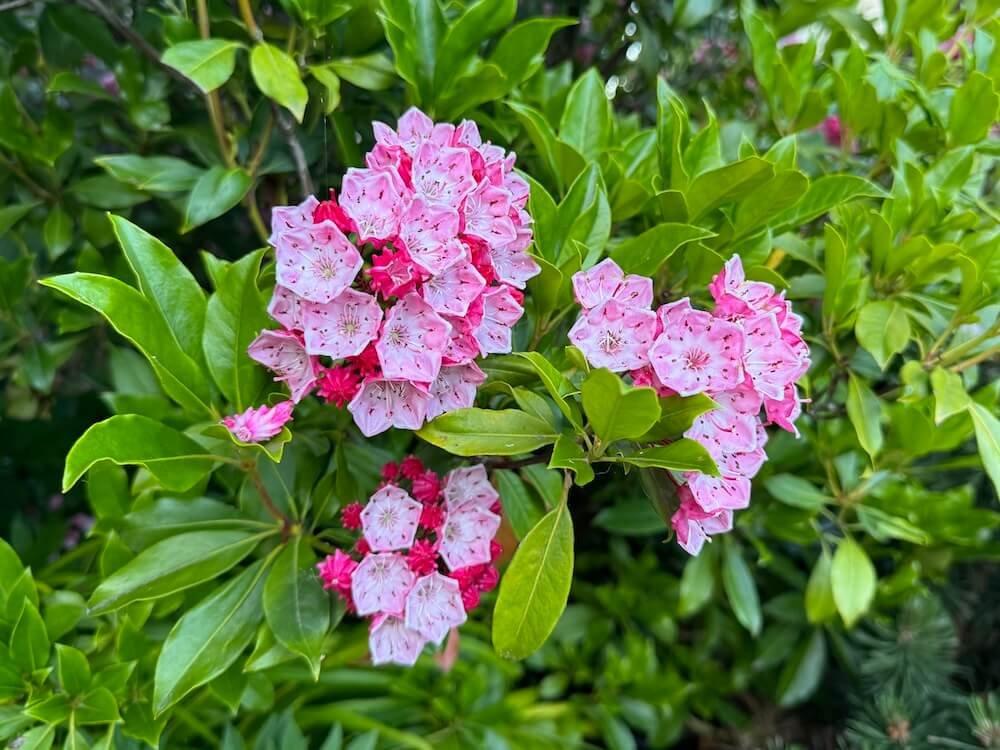 Kalmia Latifolia 'pink Charm' - View 27 from www redcrocus com