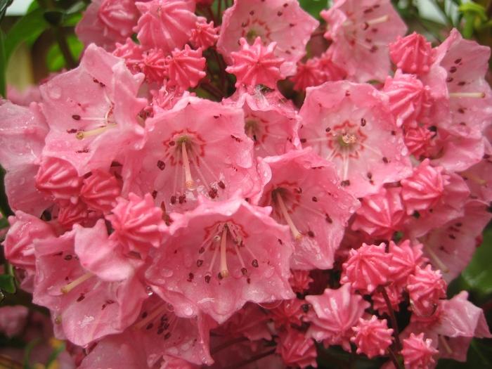 Kalmia Latifolia 'pink Charm' - View 28 from www redcrocus com
