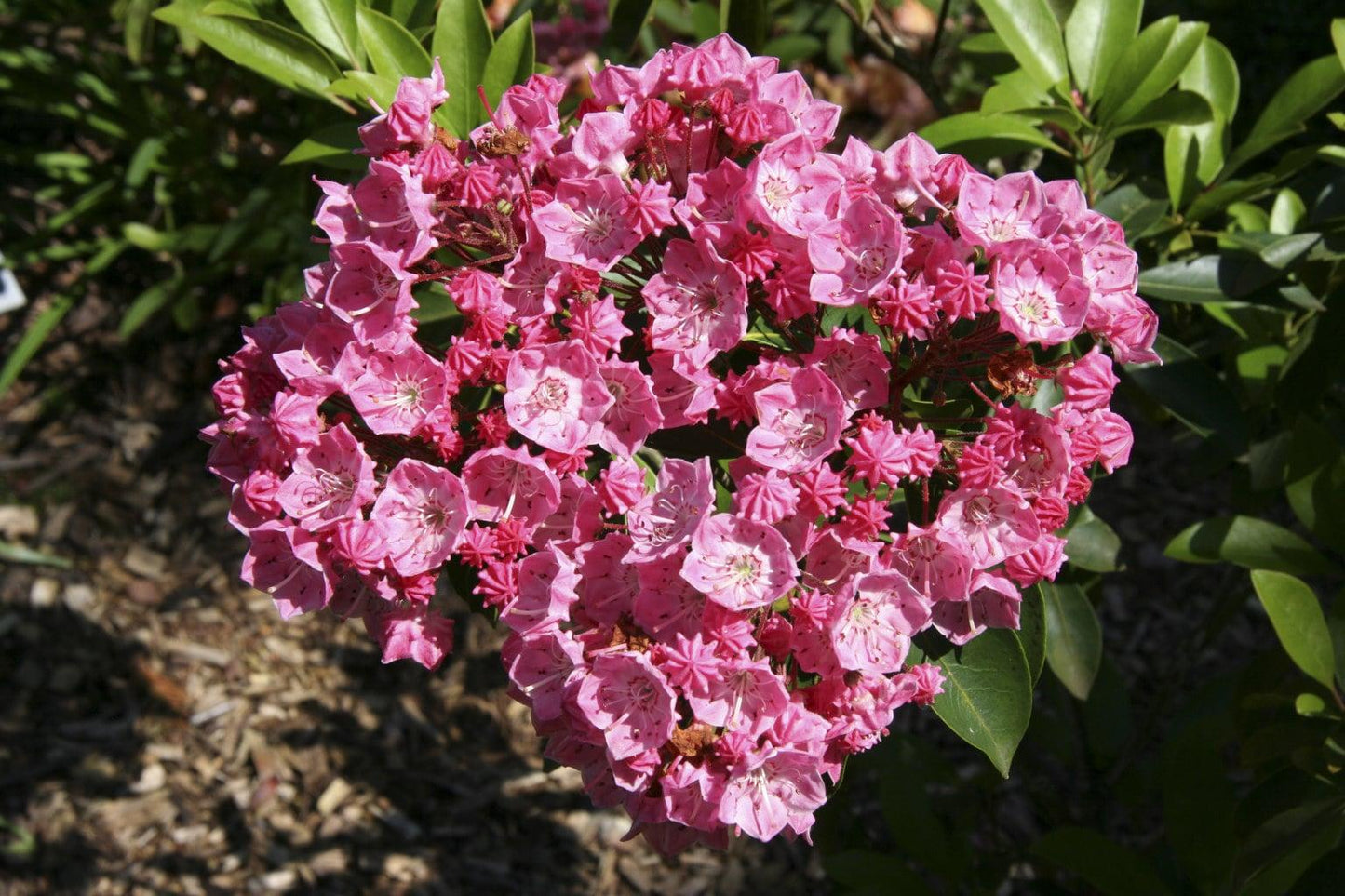 Kalmia Latifolia 'pink Charm' - View 29 from www redcrocus com