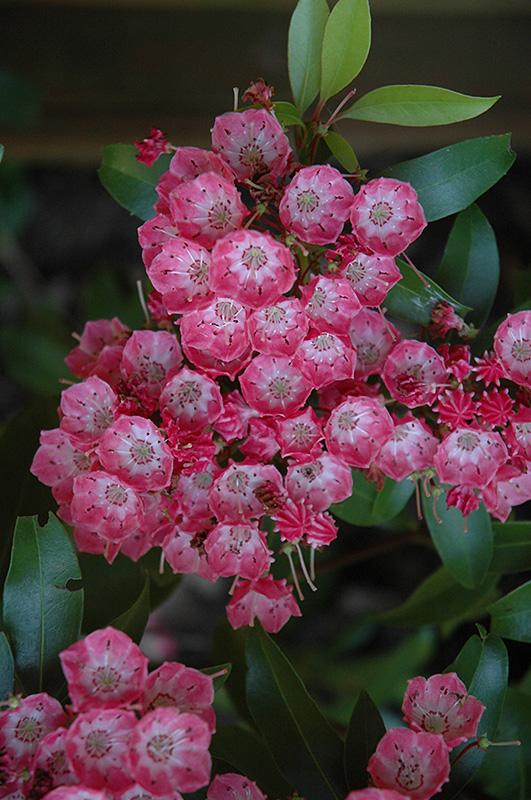 Kalmia Latifolia 'pink Charm' - View 2 from www redcrocus com