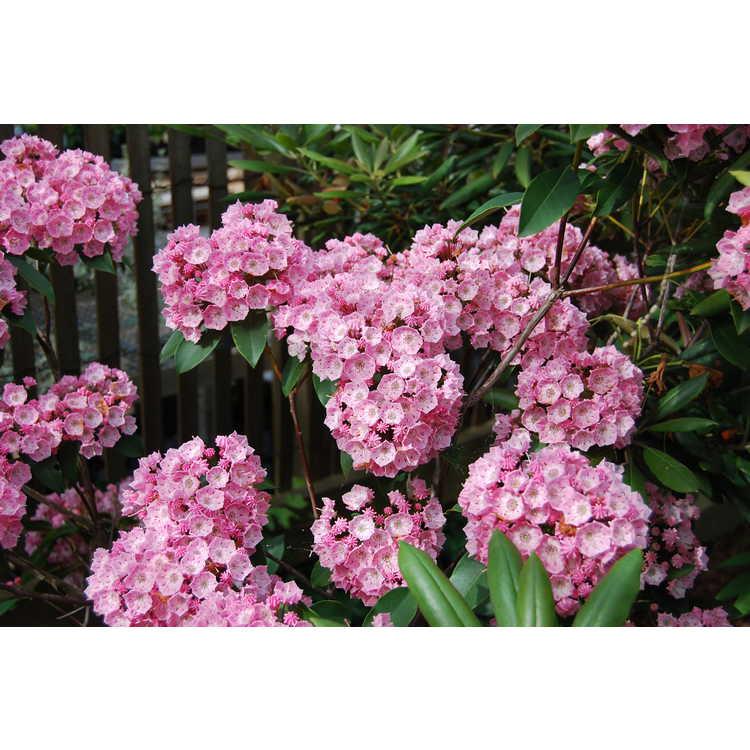 Kalmia Latifolia 'pink Charm' - View 30 from www redcrocus com