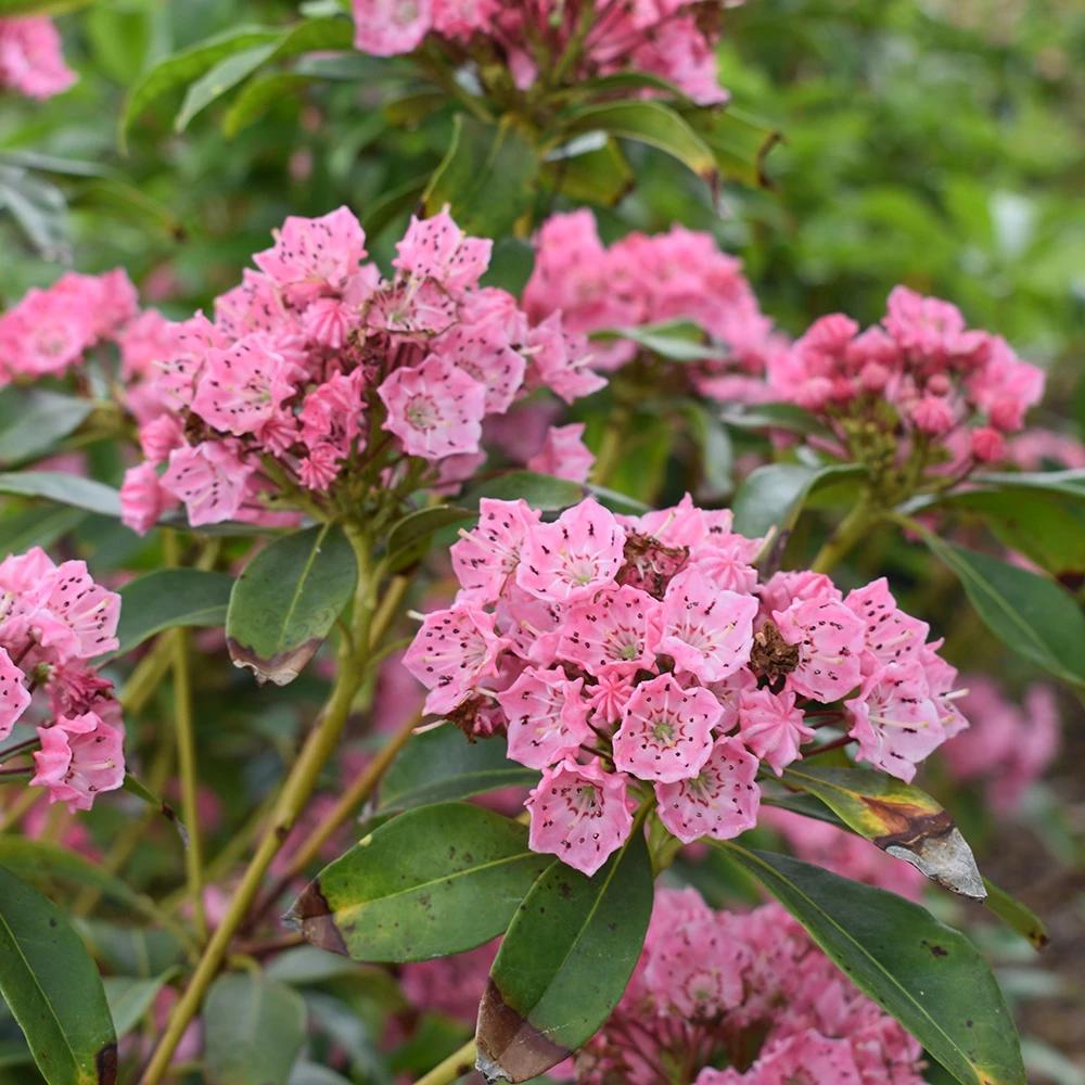 Kalmia Latifolia 'pink Charm' - View 32 from www redcrocus com