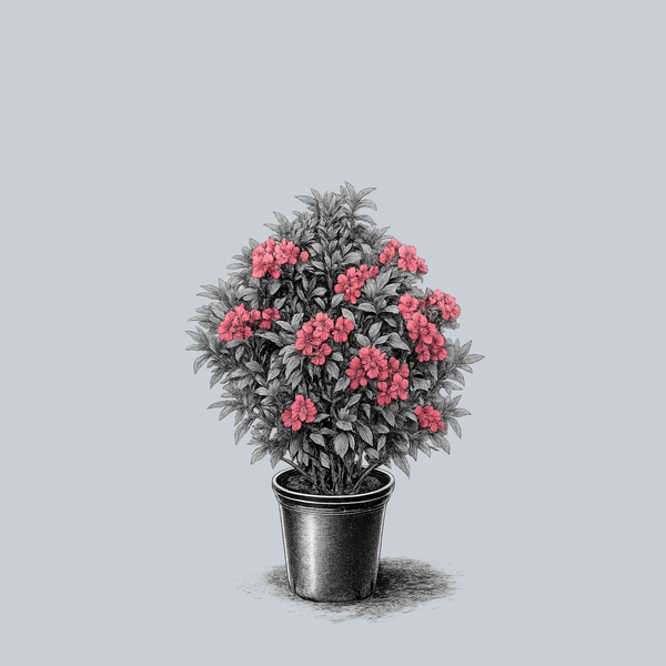 Kalmia Latifolia 'pink Charm' - View 33 from www redcrocus com