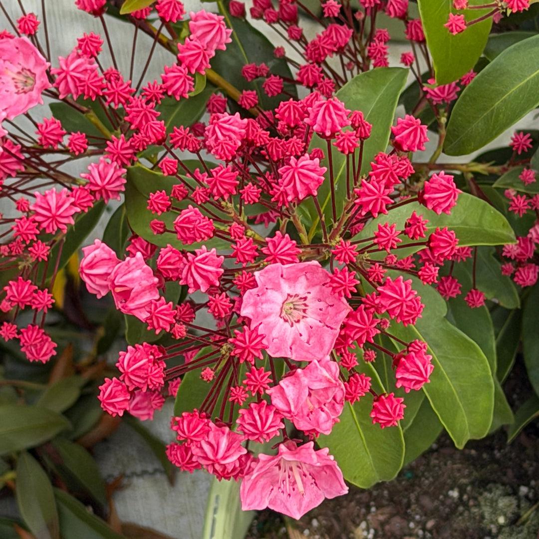 Kalmia Latifolia 'pink Charm' - View 35 from www redcrocus com