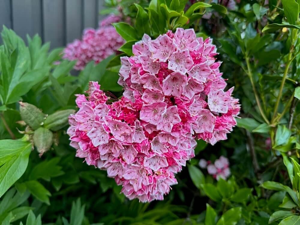 Kalmia Latifolia 'pink Charm' - View 37 from www redcrocus com