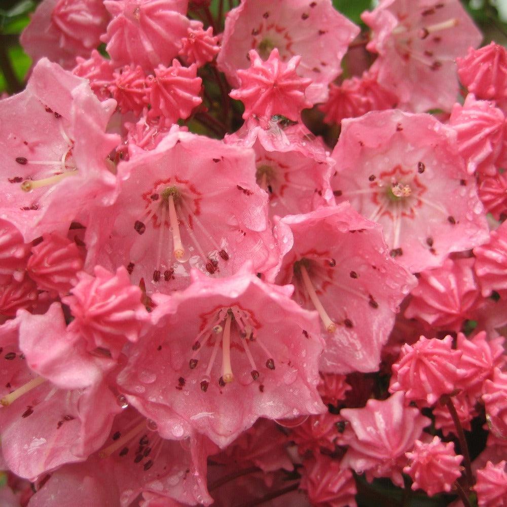 Kalmia Latifolia 'pink Charm' - View 40 from www redcrocus com