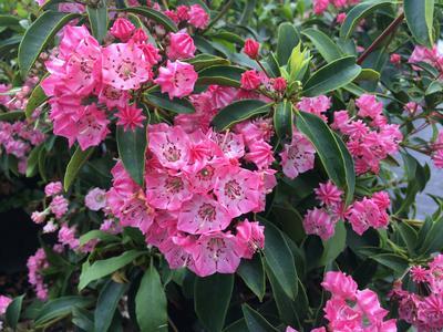 Kalmia Latifolia 'pink Charm' - View 4 from www redcrocus com