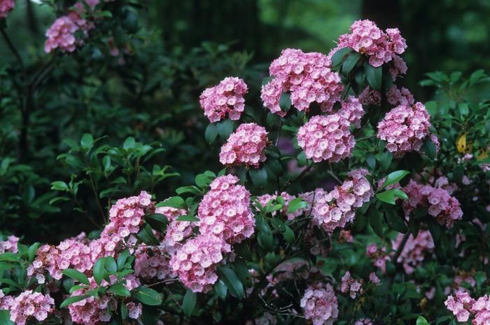 Kalmia Latifolia 'pink Charm' - View 7 from www redcrocus com