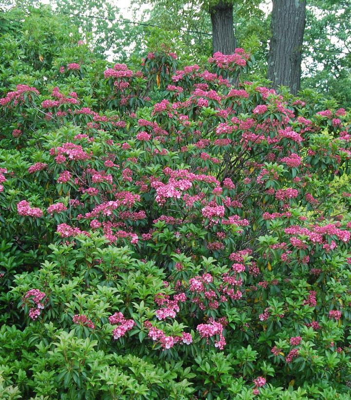 Kalmia Latifolia 'pink Charm' - View 8 from www redcrocus com