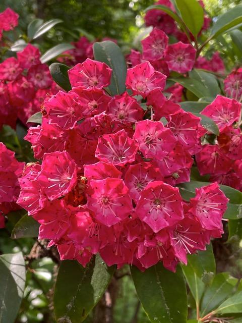 Kalmia Latifolia 'pink Charm' - View 9 from www redcrocus com