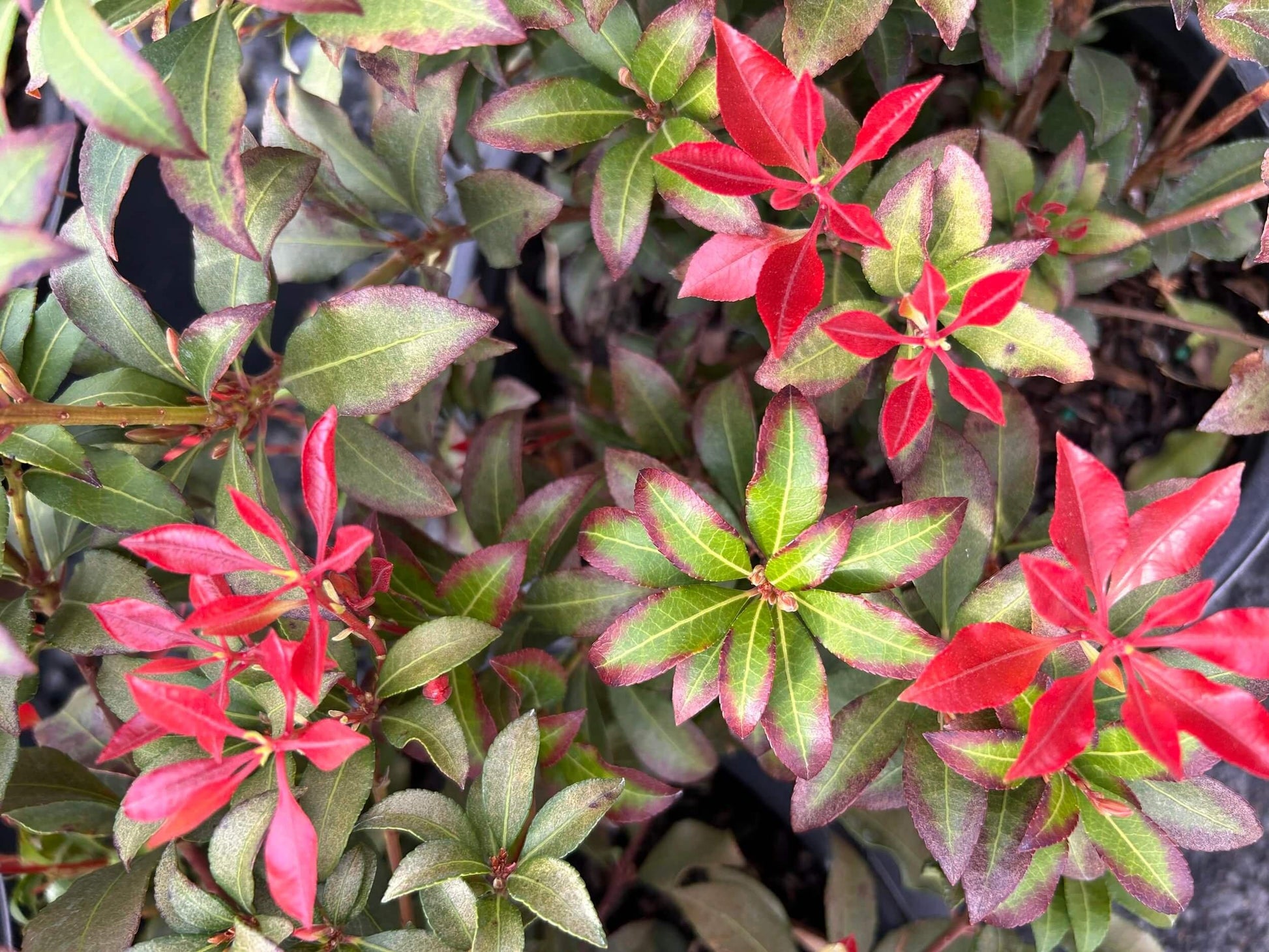 Pieris Japonica Mountain Fire - View 14 from www redcrocus com