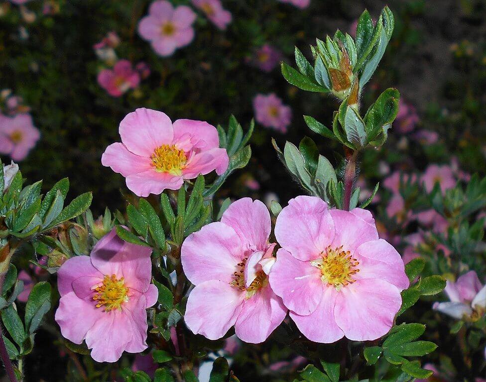 Potentilla Fruticosa Pink Beauty - View 13 from www redcrocus com