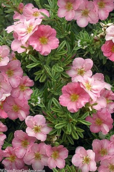 Potentilla Fruticosa Pink Beauty - View 14 from www redcrocus com
