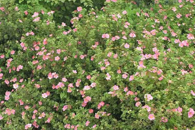 Potentilla Fruticosa Pink Beauty - View 2 from www redcrocus com
