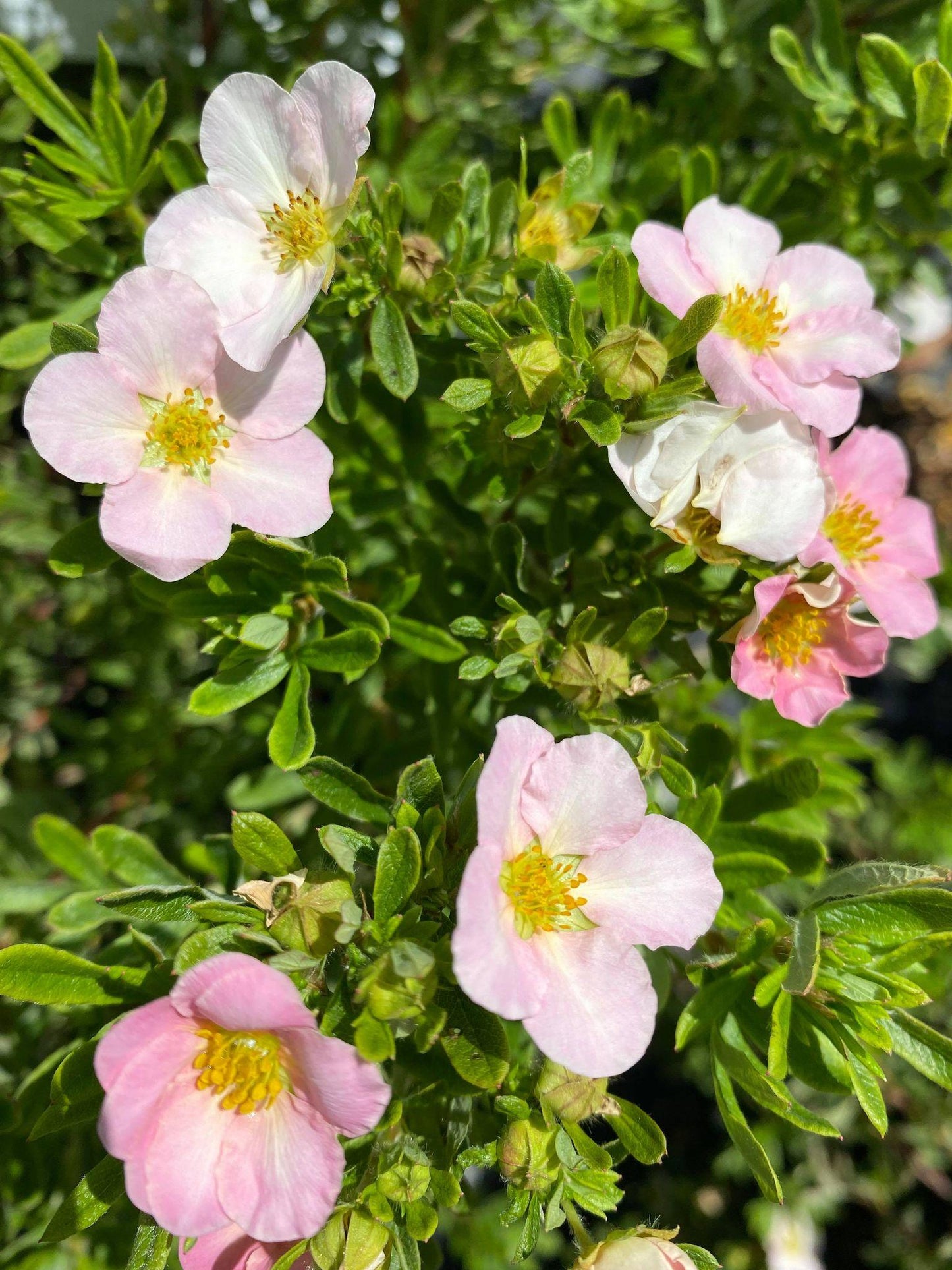 Potentilla Fruticosa Pink Beauty - View 3 from www redcrocus com