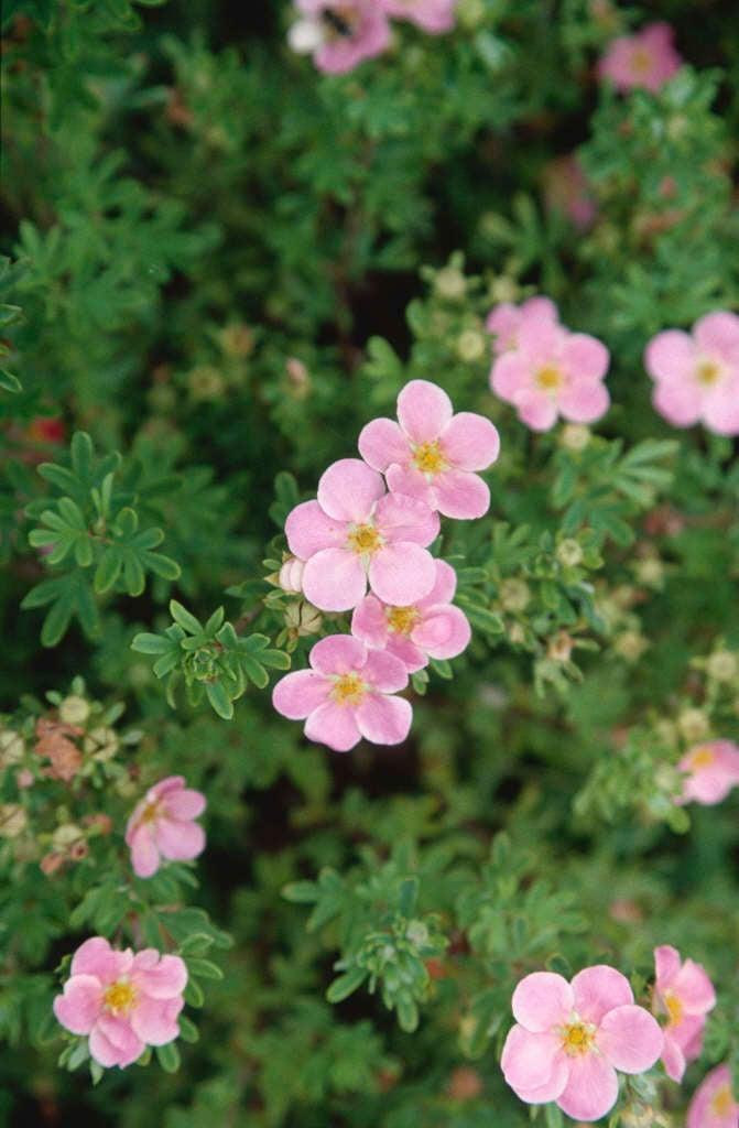 Potentilla Fruticosa Pink Beauty - View 5 from www redcrocus com