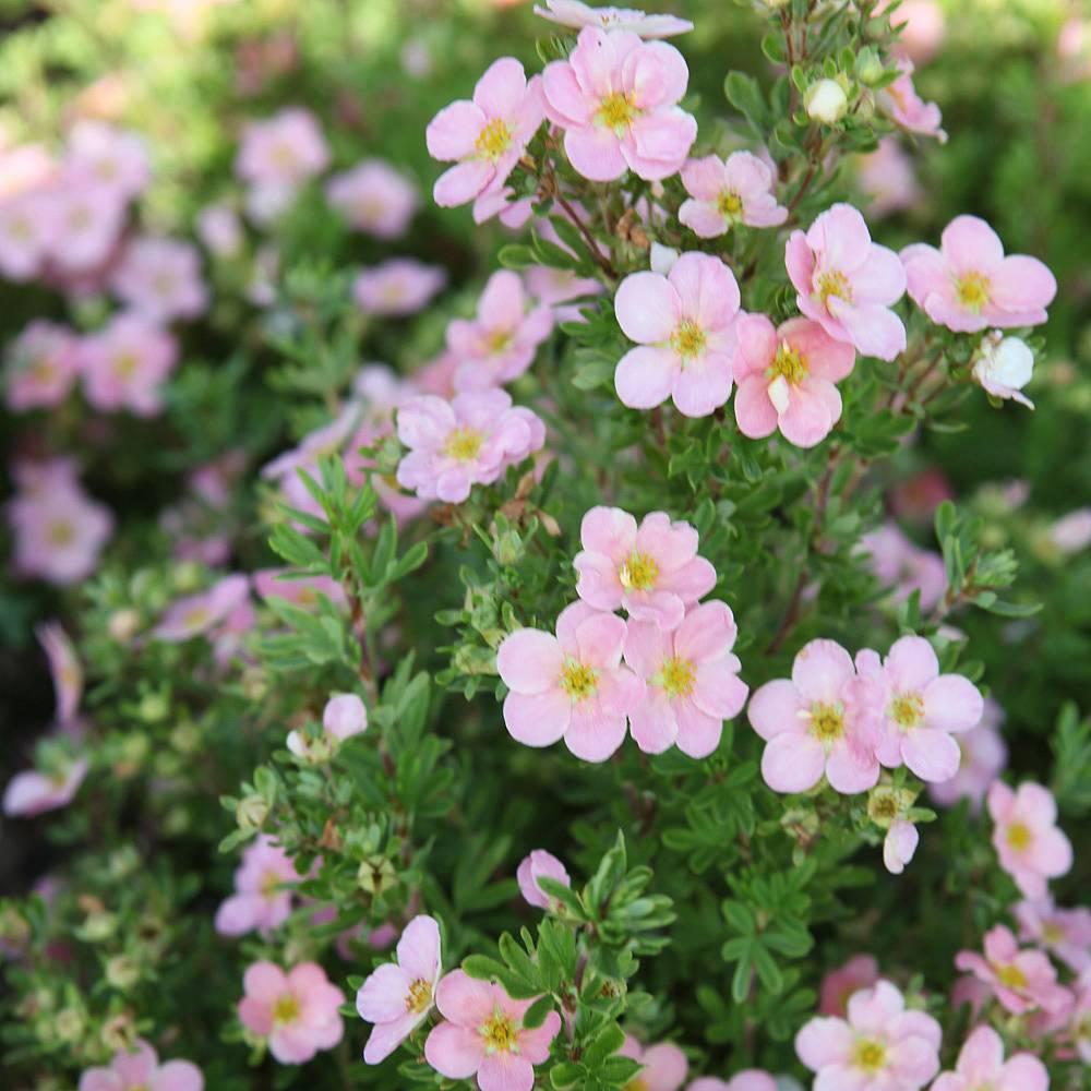 Potentilla Fruticosa Pink Beauty - View 6 from www redcrocus com