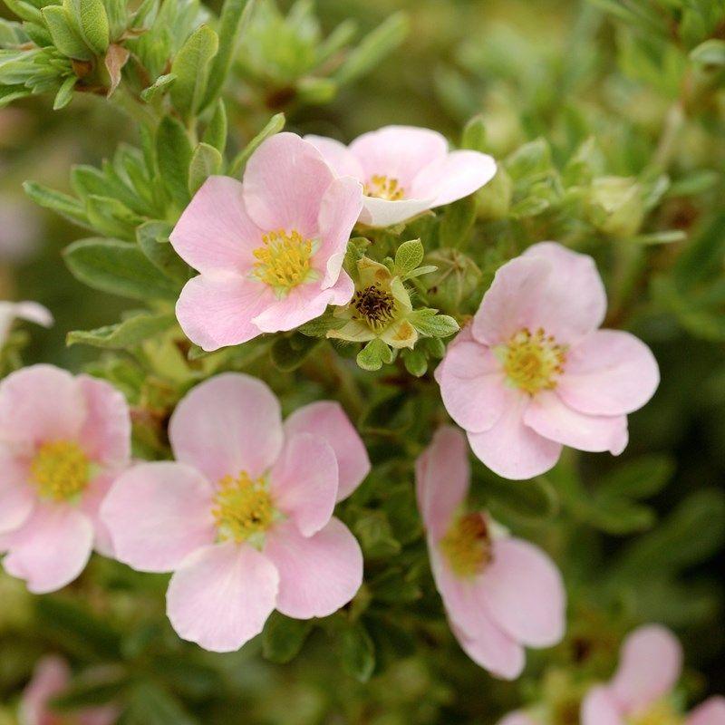 Potentilla Fruticosa Pink Beauty - View 9 from www redcrocus com